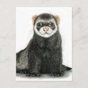 Carte Postale Ferret fun!