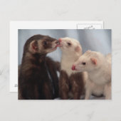 Carte postale Ferret Love (Devant / Derrière)