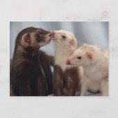 Carte postale Ferret Love (Devant)
