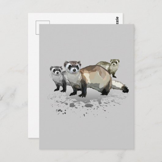 Carte Postale Ferrets (Devant / Derrière)