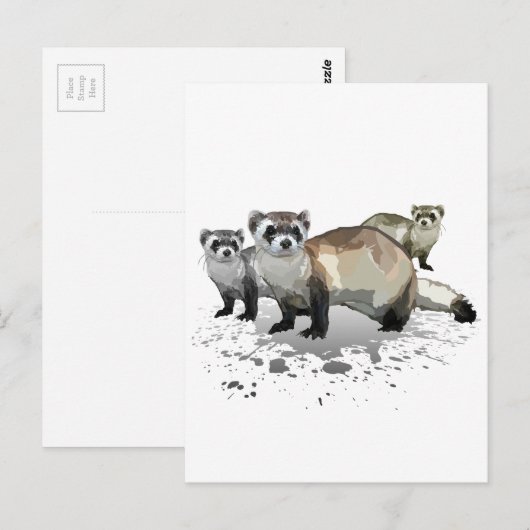 Carte Postale Ferrets (Devant / Derrière)