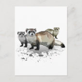 Carte Postale Ferrets (Devant)