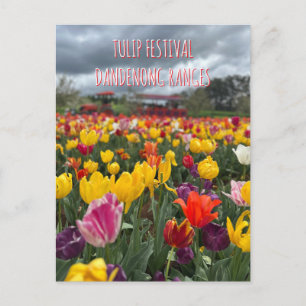 Carte Postale Festival du Tulipe, Dandenong, Victoria