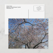 Carte Postale Festival national de fleurs de cerises Washington  (Devant / Derrière)