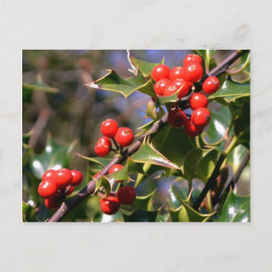 Carte postale Festive Berries