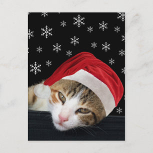 Carte postale Festive Cat Christmas