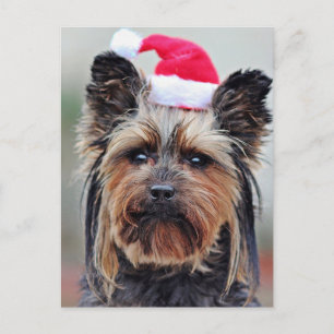 Carte postale Festive Holiday