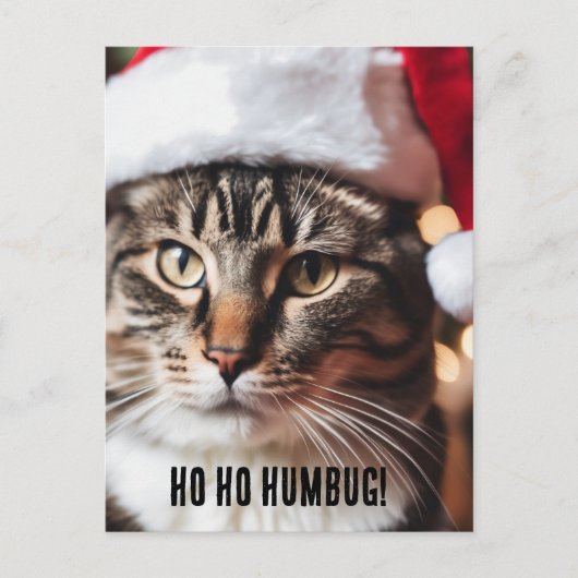 Carte Postale Festive Tabby (Devant)