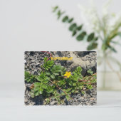 CARTE POSTALE FÊTE DE COULEUR CALIFORNIENNE : SEPTEMBRE (Debout devant)