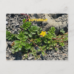 CARTE POSTALE FÊTE DE COULEUR CALIFORNIENNE : SEPTEMBRE