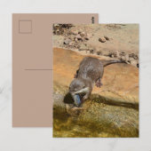 Carte Postale **"Fête de Pondside : Un Otter et son Catch"** (Devant / Derrière)