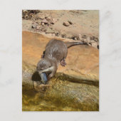 Carte Postale **"Fête de Pondside : Un Otter et son Catch"** (Devant)