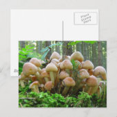 Carte Postale fête des champignons (Devant / Derrière)