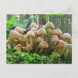 Carte Postale fête des champignons