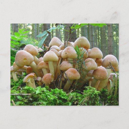 Carte Postale fête des champignons (Devant)
