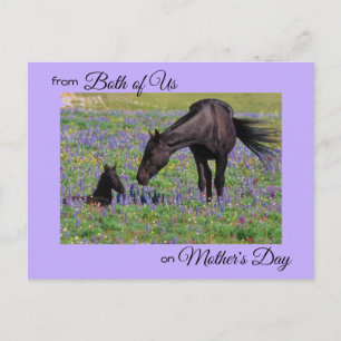 Carte Postale Fête des mères de nous deux Mare & Foal Photo