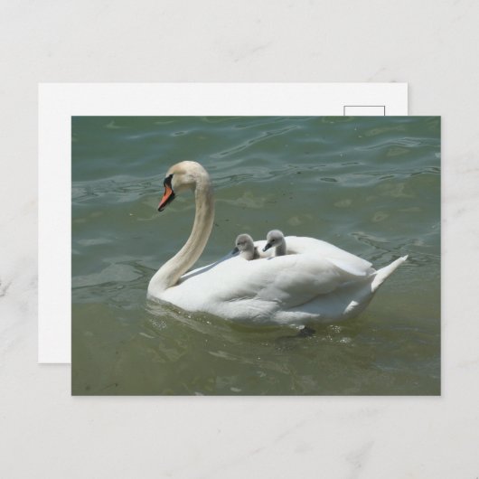 Carte Postale Fête des mères oiseaux cygnes nature mignonne (Devant / Derrière)