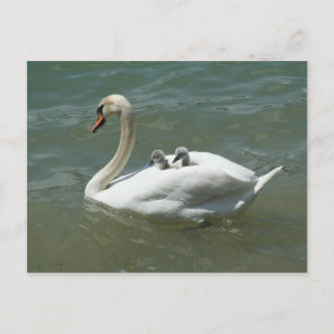 Carte Postale Fête des mères oiseaux cygnes nature mignonne