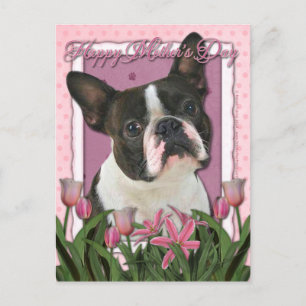 Carte Postale Fête des mères - Tulipes roses - Boston Terrier
