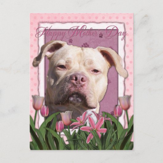 Carte Postale Fête des mères - Tulipes roses - Pitbull - Jersey  (Devant)