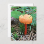 Carte postale Fêtes de champignons (Devant / Derrière)