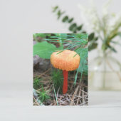 Carte postale Fêtes de champignons (Debout devant)