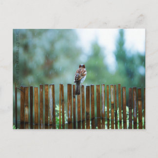 Carte Postale Feu_attente