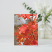 Carte Postale Feu d'automne (Debout devant)