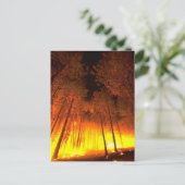 Carte Postale Feu forestier (Debout devant)