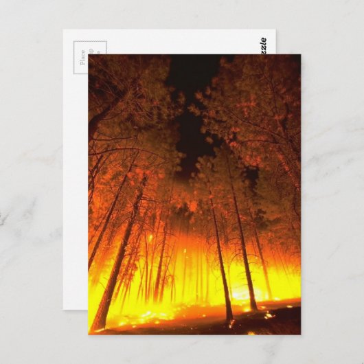 Carte Postale Feu forestier (Devant / Derrière)