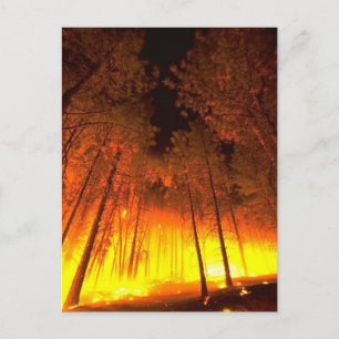 Carte Postale Feu forestier