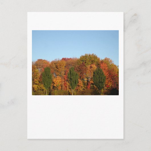 Carte Postale Feuillage d'automne (Devant)