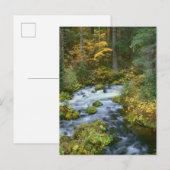 Carte Postale Feuillage d'automne & bordure de sapin de Douglas (Devant / Derrière)