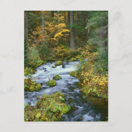 Carte Postale Feuillage d'automne & bordure de sapin de Douglas (Devant)