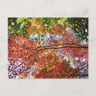 Carte Postale Feuillage d'automne : Japon