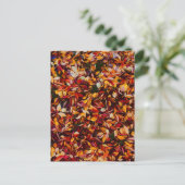 Carte Postale Feuillage de couleur automnale  (Debout devant)