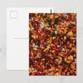 Carte Postale Feuillage de couleur automnale  (Devant / Derrière)