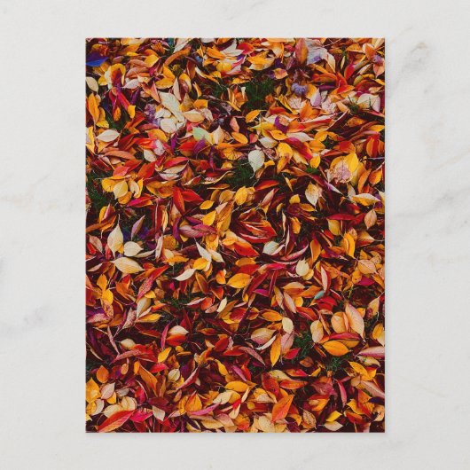 Carte Postale Feuillage de couleur automnale  (Devant)