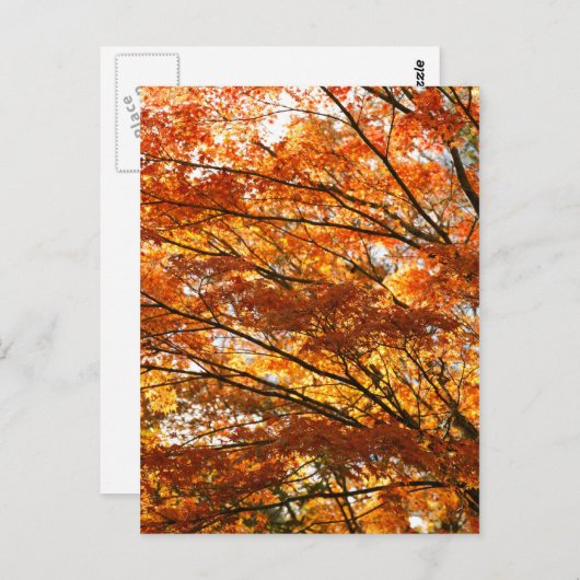 Carte Postale Feuillage d'érable (Devant / Derrière)