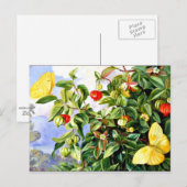 Carte Postale Feuillage, Fleurs et Fruits de Pitanga-Jamaïque (Devant / Derrière)