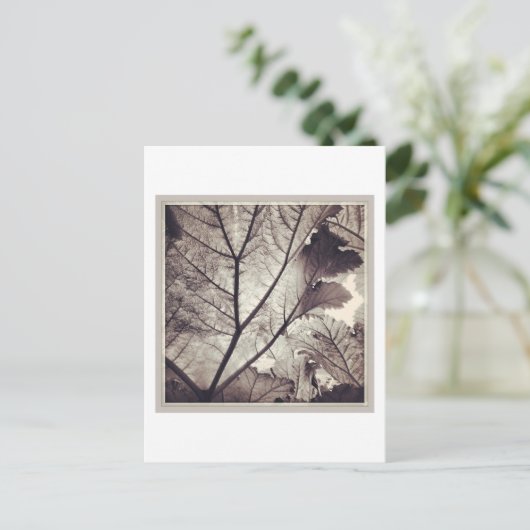 Carte Postale feuillage noir et blanc Abstrait (Debout devant)