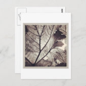 Carte Postale feuillage noir et blanc Abstrait (Devant / Derrière)