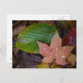 Carte Postale Feuille (Devant / Derrière)