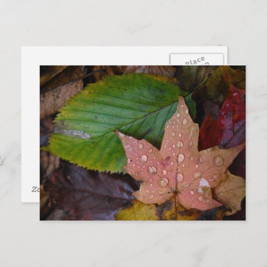 Carte Postale Feuille (Devant / Derrière)