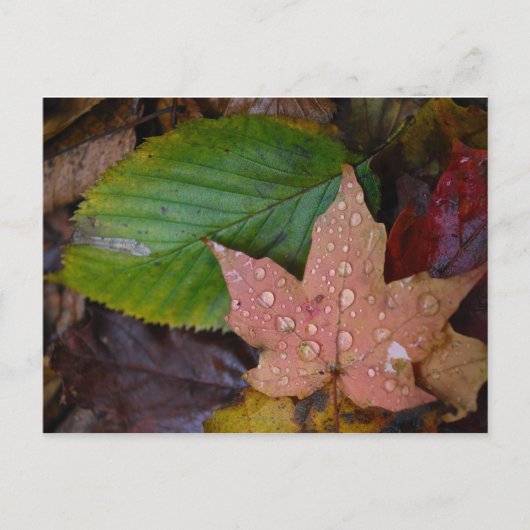 Carte Postale Feuille (Devant)