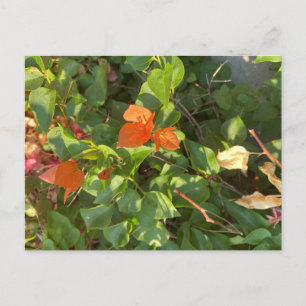 Carte Postale Feuille