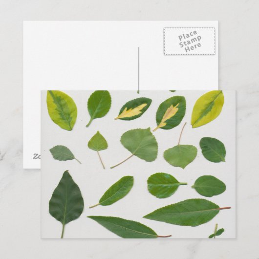 Carte postale feuille (Devant / Derrière)