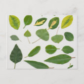 Carte postale feuille (Devant)