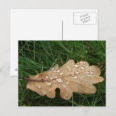 Carte postale feuille (Devant / Derrière)