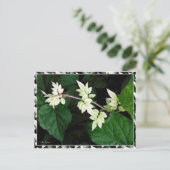 Carte Postale Feuille (Debout devant)